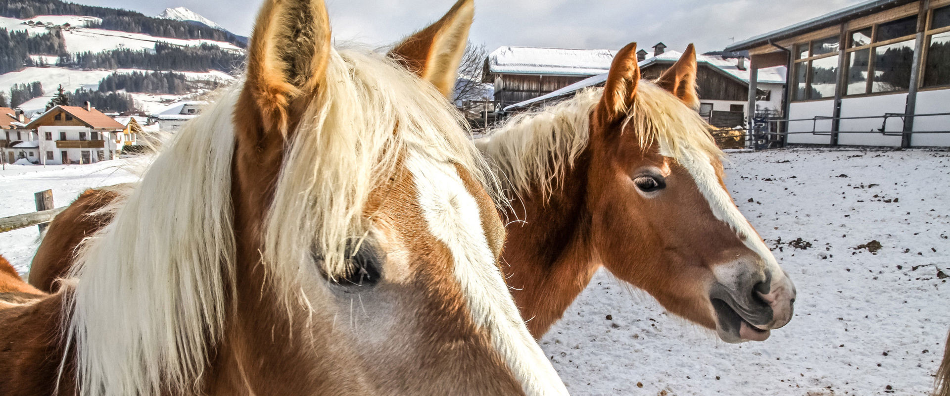 Horses in winter 2 horses in winter.